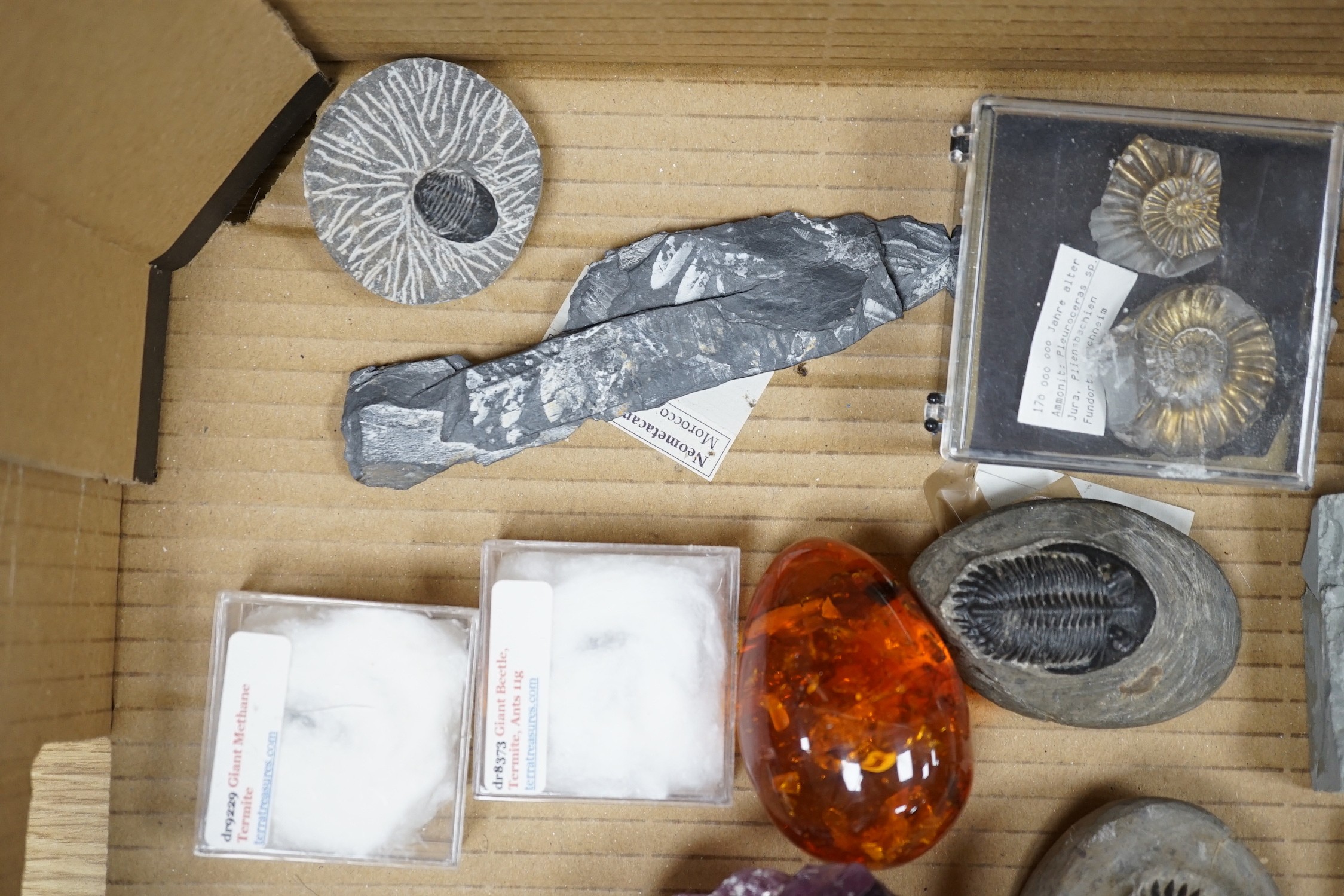 A collection of assorted fossils, minerals and amber